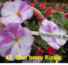 43. Blueberry Ripple
