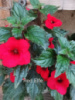 0-120 Red Elfe