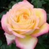 Троянда Глорія Дей (Gloria Dei)