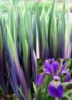 Ирис разноцветный Дарк Аура ( Iris versicolor Dark Aura)