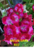 14. MELVA DARK RED