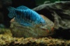 Гурами мраморный (Trichogaster trichopterus sumatranus)