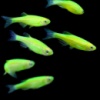 данио Electric Green GloFish