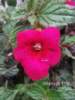 0-265 Wienrot Elfe