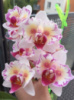 Phal Little Venus метелик 1.7 (мох) ПРИЇЗД В ЧЕРВНІ