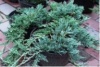 Ялівець горизонтальний Вілтоні (Juniperus horizontalis Wiltonii), контейнер 1,5л, диаметр