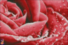 Схема для вышивки А2 «Капли росы на красной розе»
