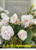 1. BriD's Aphrodite