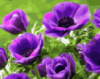 Картина за номерами «Фиолетові маки» 40х50см