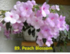 89. Peach Blossom