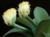 Гемантус є по 20, 30, 40, 50 і 60грн доросла рослина