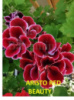8. ARISTO RED BEAUTY