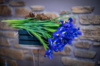ІРИС Blue magic, квіти, доставка квітів, букети, квітковий магазин ♥️ Flower Love ♥️ на Подолі.