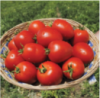 Насіння томатів Наміб F1 (Namib F1),20шт, Syngenta Seeds