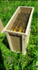 Бджолопакети Карніка 3 роспліду 1 рамка кормів