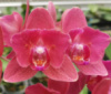Phal August метелик червона королева 1.7 (мох)
