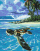 Тропічна черепаха
