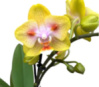Phal Love Kiss (Green Batman) метелик 1.7 (мох) ПРИЇЗД В ЧЕРВНІ