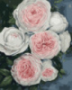 Картина за номерами «Бутони пишних троянд» 40х50см