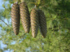 Сосна Ламберта Pinus Lambertiana