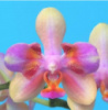 Підліток Phal. Profar Rainbow Smile