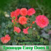 Троянда Easy Does It - Ізі Даз Іт , саджанці трьохрічні Rose Easy Does It купити в Україні