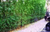 Бамбук Phyllostachys Bissettii