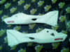 Б/у Задний пластик №3 Zongshen ZS250GS Zongshen ZS200GS