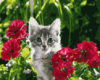 Картина за номерами «Кошеня у квітах» 40х50см