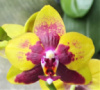 Phal Tiger Princess 1.7 (мох)