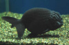 Ранчу черный золотая рыбка (Буйвологоловая) Carassius auratus Black ranchu