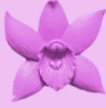 Молд силиконовый Орхидея