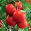 Насіння томатів Полфаст F1 (Polfast F1), 20шт,