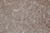 Рідкі шпалери Софт 0004 темно-коричневі