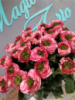 Квіти по Киеву, букети на Ⓜ️ Оболоні , замовити доставку від MagicTrio ♥️