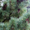 Сосна Румелийская / Балканская (Pinus peuce)