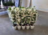 Орхідея Дендробіум, магазин квітів на подолі, букет квітів, замовити доставка