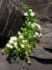 Хризантема арктическая Chrysanthemum arcticum