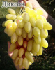 Виноград Диксон-вегетирующий саженец(стоим. черенка 50 грн.)