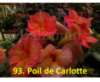 93. Poil de Carlotte