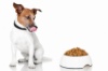 Общие правила питания, требования к рациону для всех пород собак
