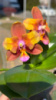 Phal Magic Fall метелик 1.7 (мох)