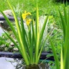 Ирис аировидный Variegata (Iris pseudacorus «Variegata»)