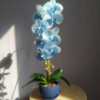 Штучна латексна орхідея VIP у синьому керамічному кашпо на одну блакитну гілку