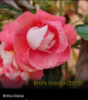 0-085 BriD's Orange