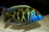Леопард золотой (Nimbochromis venustus) 6 cм