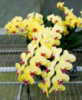 Phal Golden Beauty 1.7 (мох) ПРИЇЗД В ЧЕРВНІ