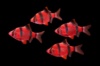 барбус GloFish красный суматранский (Barbus tetrazona red GLOFISH)
