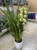 Орхідея Цимбідіум, магазин квітів на подолі, букет квітів, замовити доставка