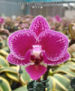 Підлітки орхідей від Міккі. Phal. Chia E Yenlin (variegata) Ціна дійсна для передзамовлення